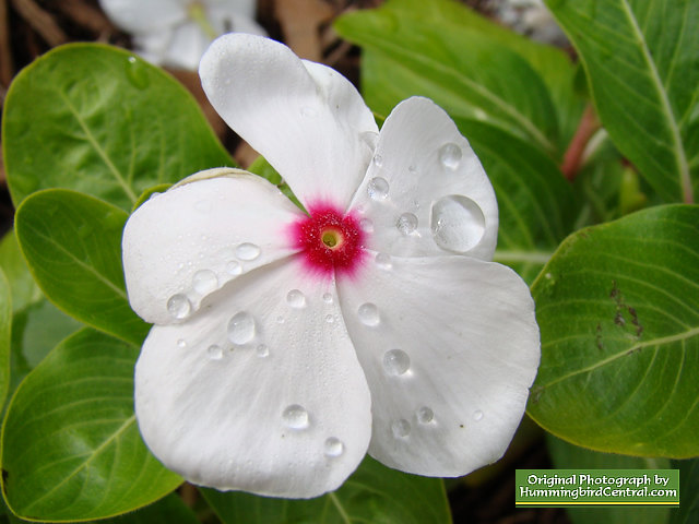 White Periwinkle
