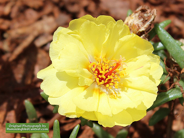 Yellow Portulaca