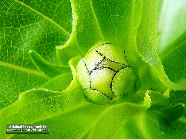 Zinnia flower bud ready to blooms