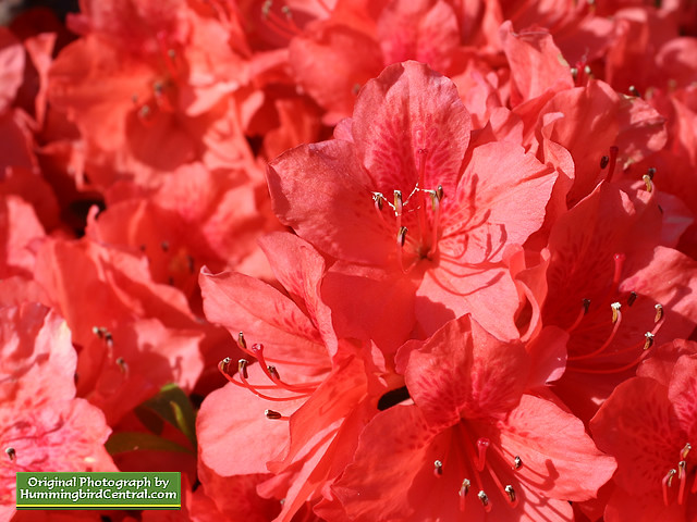 Red Azaleas Red Azaleas
