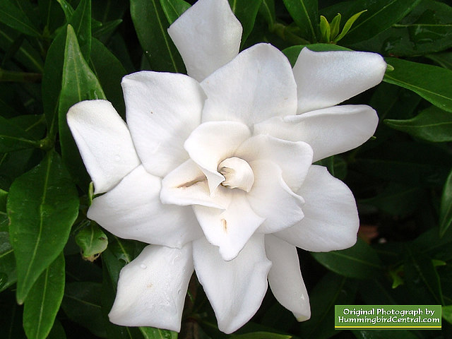 White Dwarf Gardenia White Dwarf Gardenia