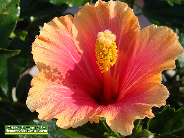 Orange Hibiscus Orange Hibiscus