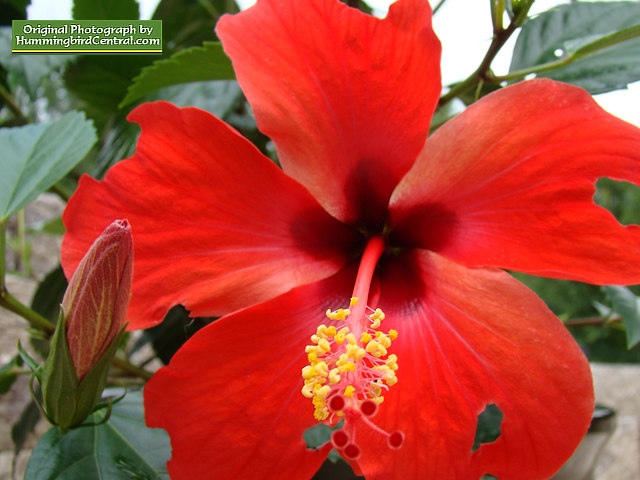 Red Hibiscus Red Hibiscus