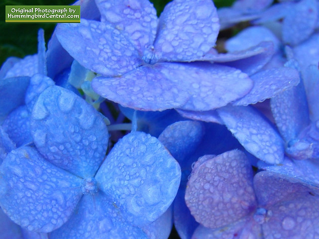 Blue Hydrangeas Blue Hydrangeas