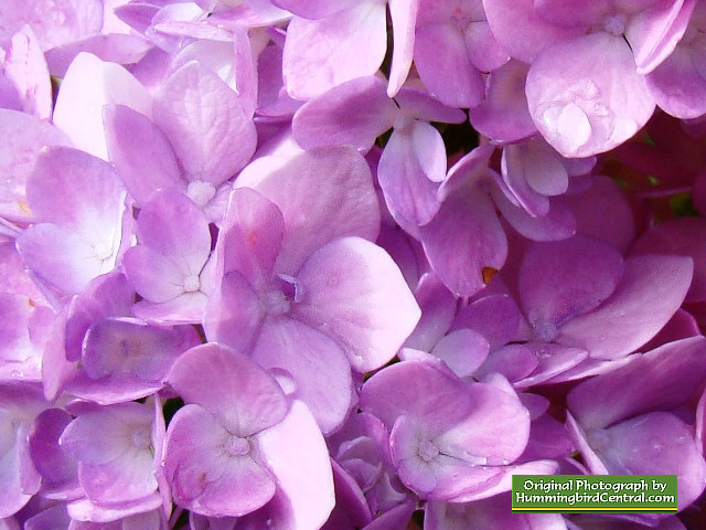 Pink Hydrangeas Pink Hydrangeas