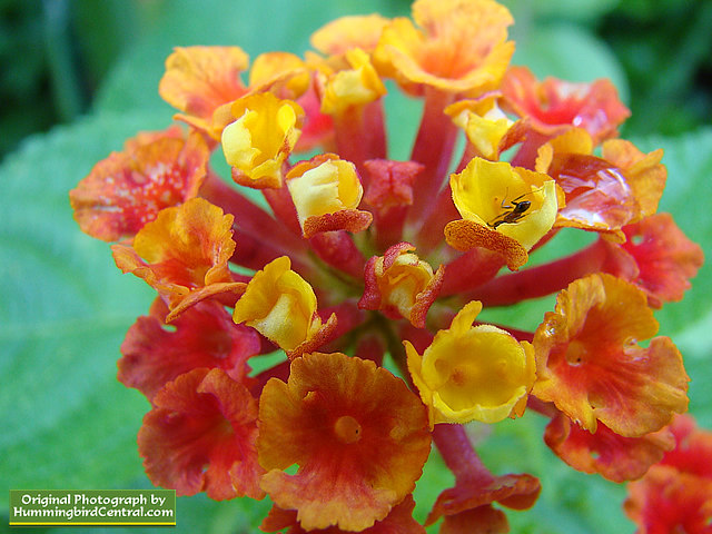 Orange and Red Lantana Orange and Red Lantana