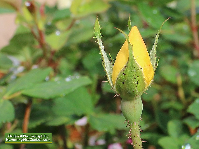 Yellow Rose Bud Yellow Rose Bud