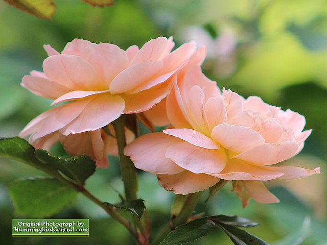 Pink Roses Pink Roses