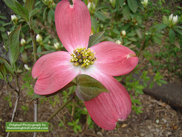 Pink Dogwood Pink Dogwood