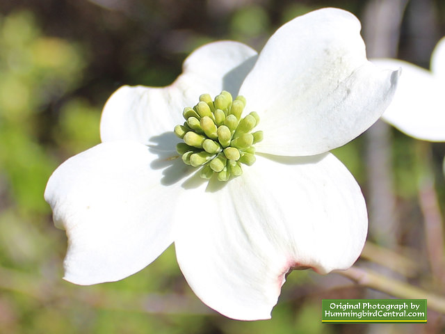 White Dogwood White Dogwood