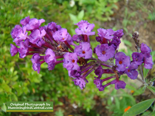 Purple Butterfly Bush up close