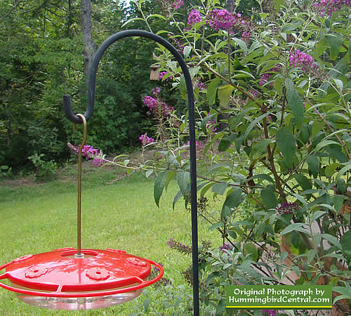 Hummingbird feeder nestled in a Butterfly Bush ... the hummers love it!