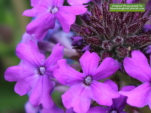 Purple Verbena