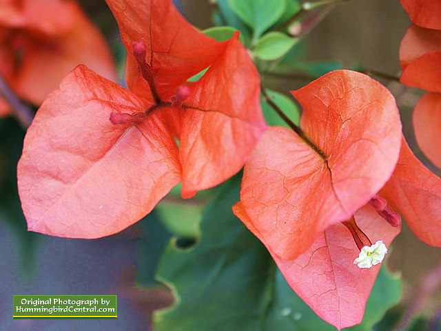 Orange Bougainvillea