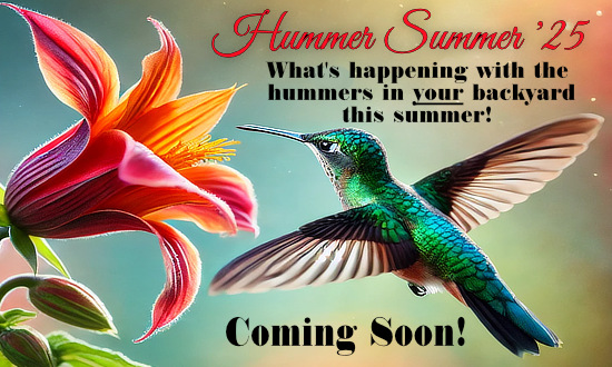 HummerSummer Stories ... what's happening with the hummingbirds in your backyard this summer!