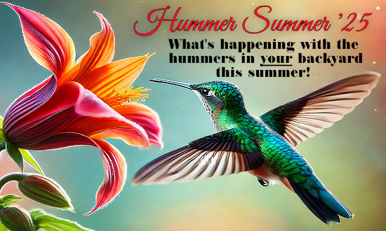 HummerSummer Stories ... what's happening with the hummingbirds in your backyard this summer!