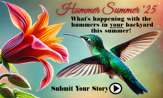 HummerSummer Stories ... what's happening with the hummingbirds in your backyard this summer!