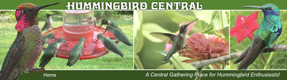 Home Page of Hummingbird Central ... A Gathering Place for Hummingbird Enthusiasts!
