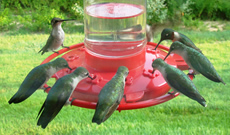 Hummingbird migration times and patterns