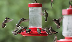 How to pick the right hummingbird feeder for your yard