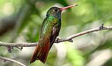 List and photos of hummingbird species in the United States