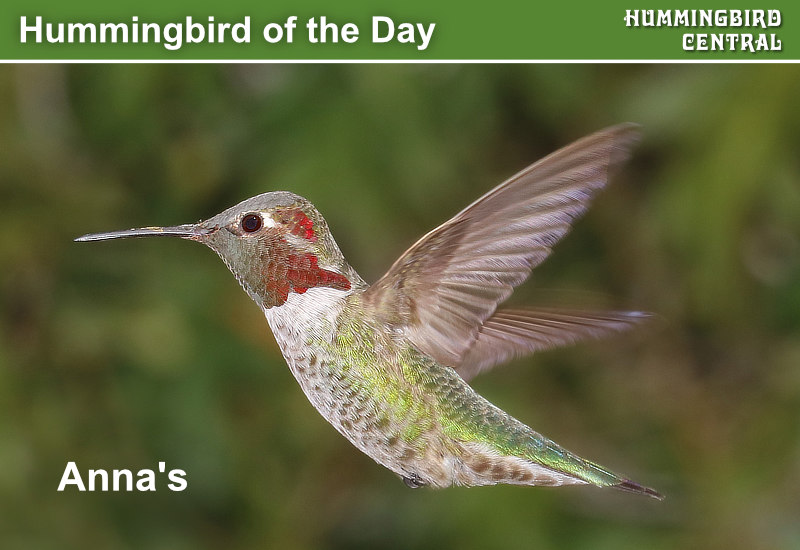 Hummingbird of the Day: Anna's ... Calypte anna ... Anna's hummingbirds are found along the western coast of North America, from southern Canada to northern Baja California, and inland to southern and central Arizona, extreme southern Nevada and southeastern Utah, and western Texas. They tend to be permanent residents within their range, and are very territorial. However, birds have been spotted far outside their range in such places as southern Alaska, Saskatchewan, New York, Florida, Louisiana and Newfoundland. This hardy bird is a permanent resident along the Pacific Coast, staying through the winter in many areas where no other hummingbirds are present. 