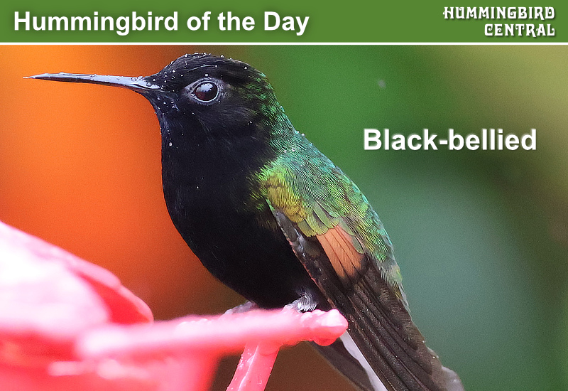 Hummingbird of the Day: Black-bellied, seen here in Costa Rica in 2026