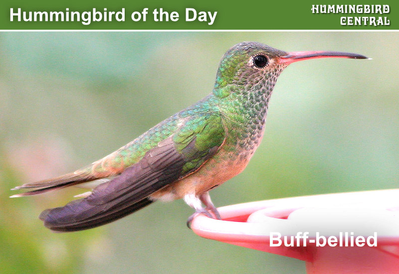 Hummingbird of the Day: Buff-bellied