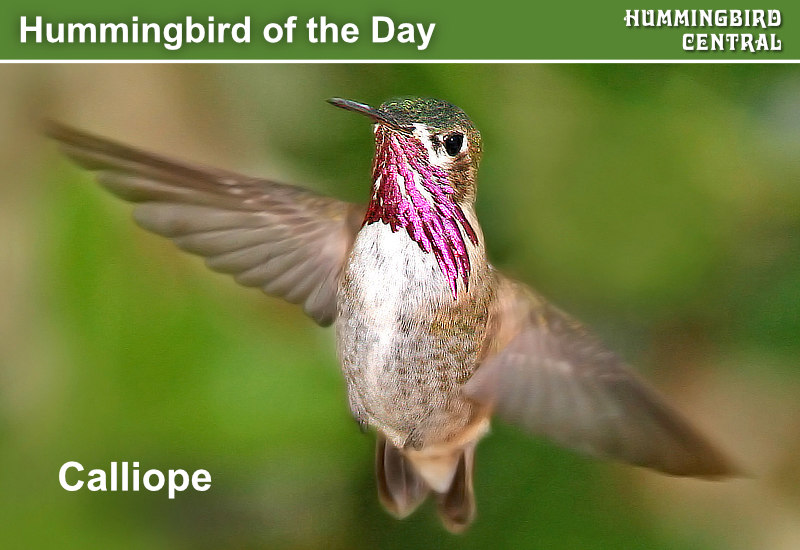 Hummingbird of the Day: Calliope. The smallest bird found in North America north of Mexico. Favors mountain areas and alpine meadows of the Northwest U.S.

Calliope Hummingbirds primarily breed at high elevations in the mountains of northwestern United States and Canada into Alaska. In Canada, they occur from southern British Columbia and Alberta, and also south to Colorado, Nevada and southern California and Arizona.