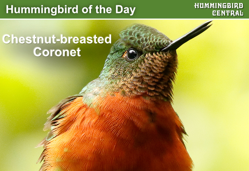 Hummingbird of the Day: Chestnut-breasted Coronet