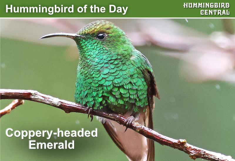 Hummingbird of the Day: Coppery-headed Emerald, seen here in Costa Rica in 2026