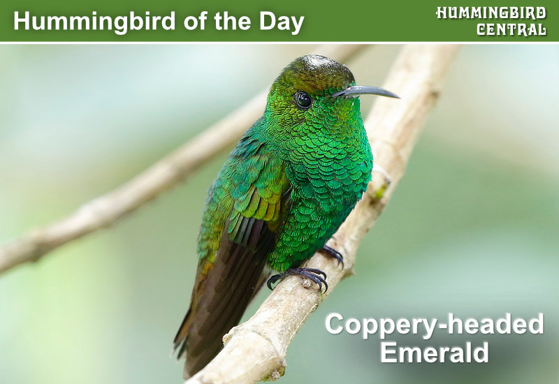 Hummingbird of the Day: Coppery-headed Emerald