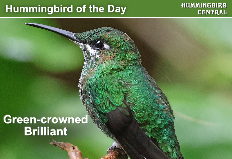 Hummingbird of the Day: Green-crowned Brilliant