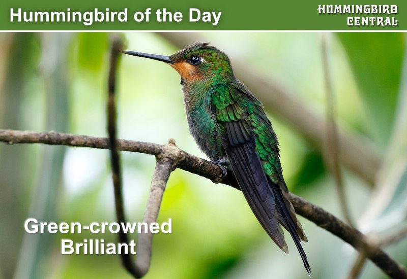Hummingbird of the Day: Green-crowned Brilliant