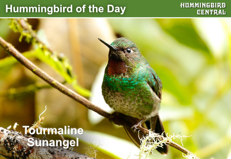 Hummingbird of the Day: Tourmaline Sunangel
