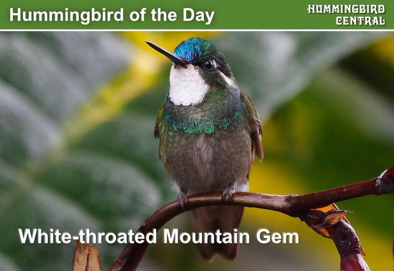 Hummingbird of the Day: White-throated Mountain Gem
