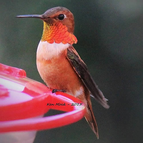 Hummingbird Facts Hummingbird Family Species Locations And Related Information,Red Ear Slider Tank