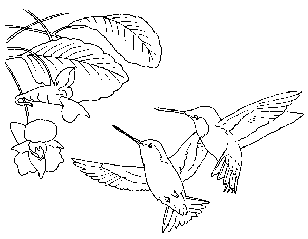click to display coloring image on a separate page