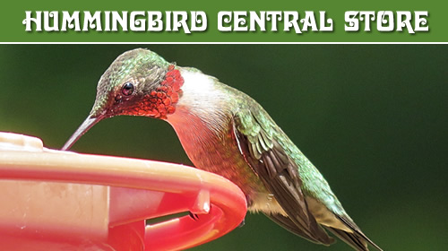 Hummingbird feeding at a First Nature 3051 feeder