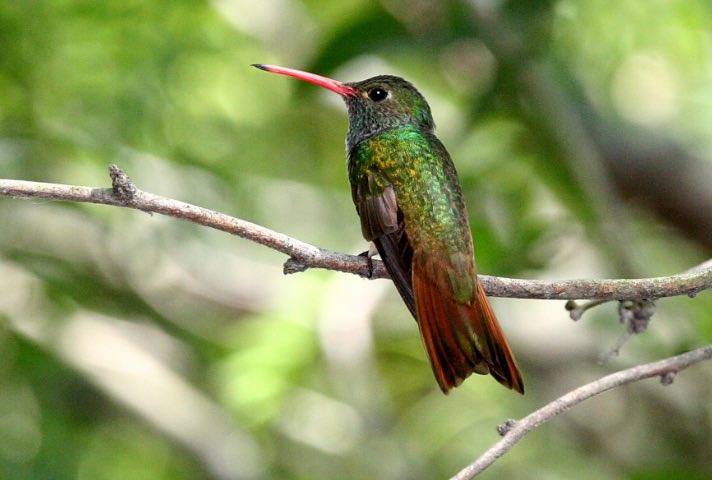 Buff-Bellied Hummingbird