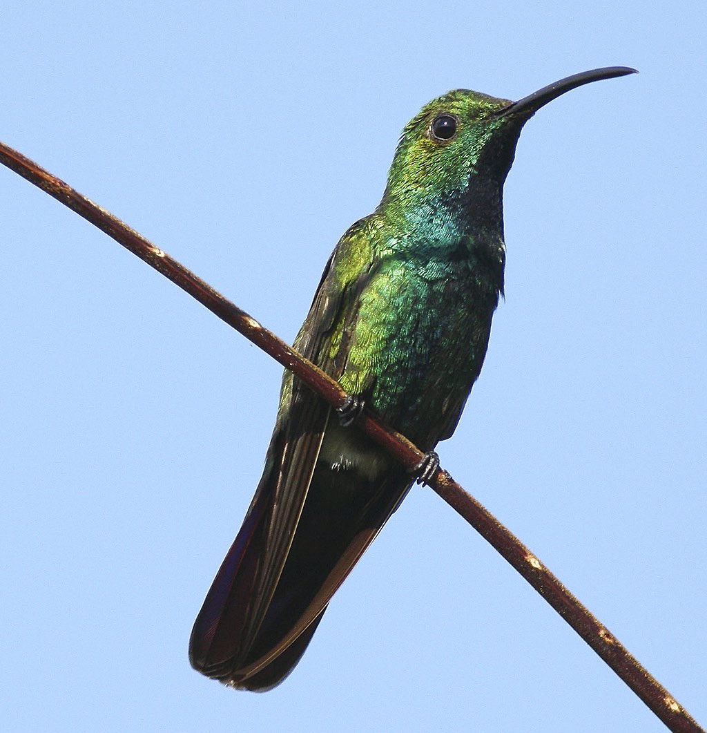 Green-Breasted Mango Hummingbird