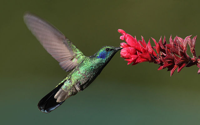 Green Violet-Ear Hummingbird