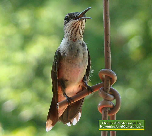 Ruby-Throated Hummingbird