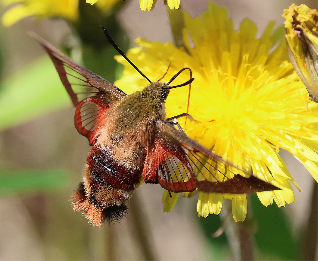 Hummingbird Clearwing Moth