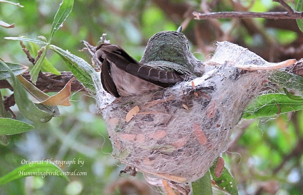 Hummingbird nest at the Arizona-Sonora Desert Museum in Tucson