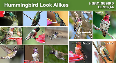 Hummingbird Look Alike Species in the United States and Canada ... click for comparison charts