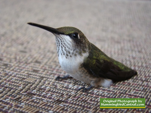 Hummingbird motionless on chair for 4 minutes ... then flew away!! (June 2012)