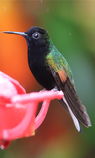 Black-bellied Hummingbird