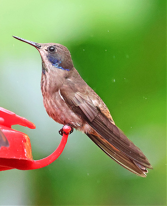 Brown Violetear Hummingbird