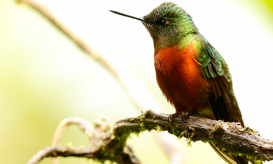 Chestnut-Breasted Coronet Hummingbird